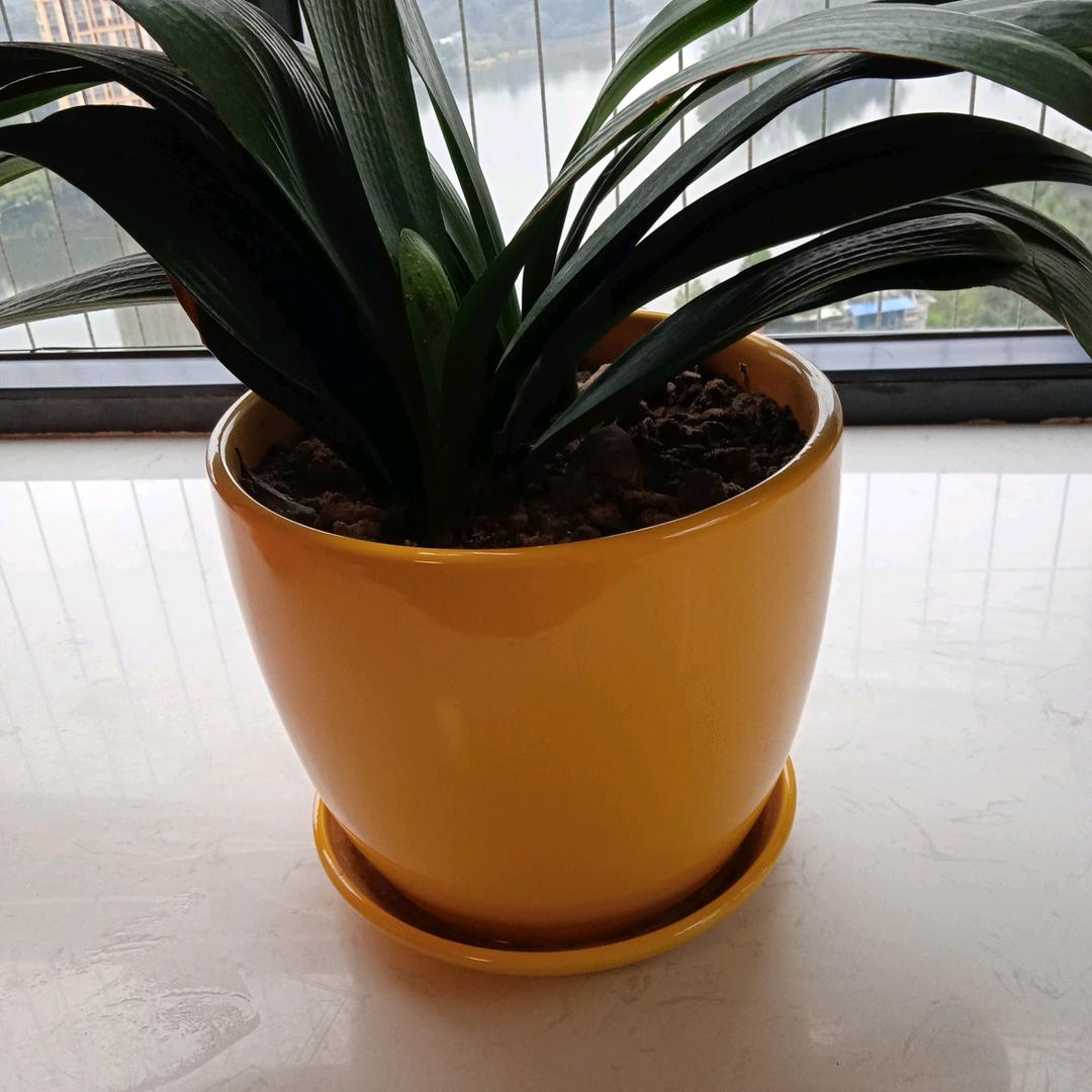 游姐