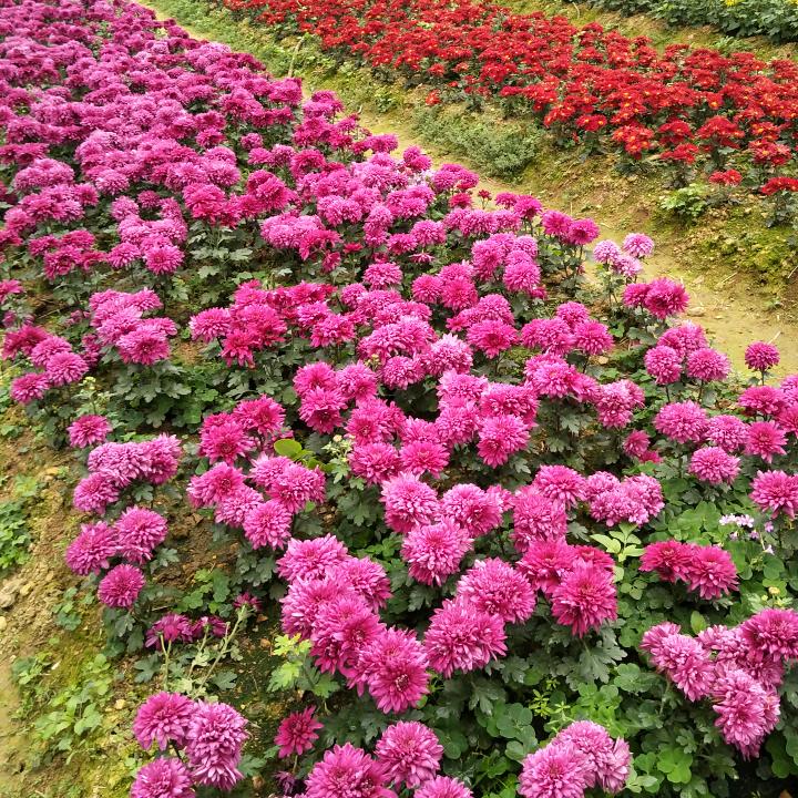 華子