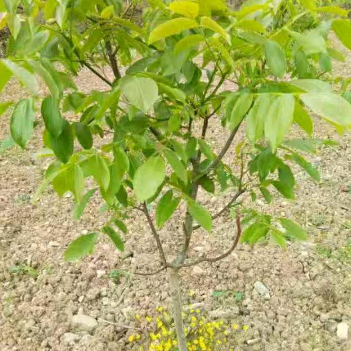 刘孝芬