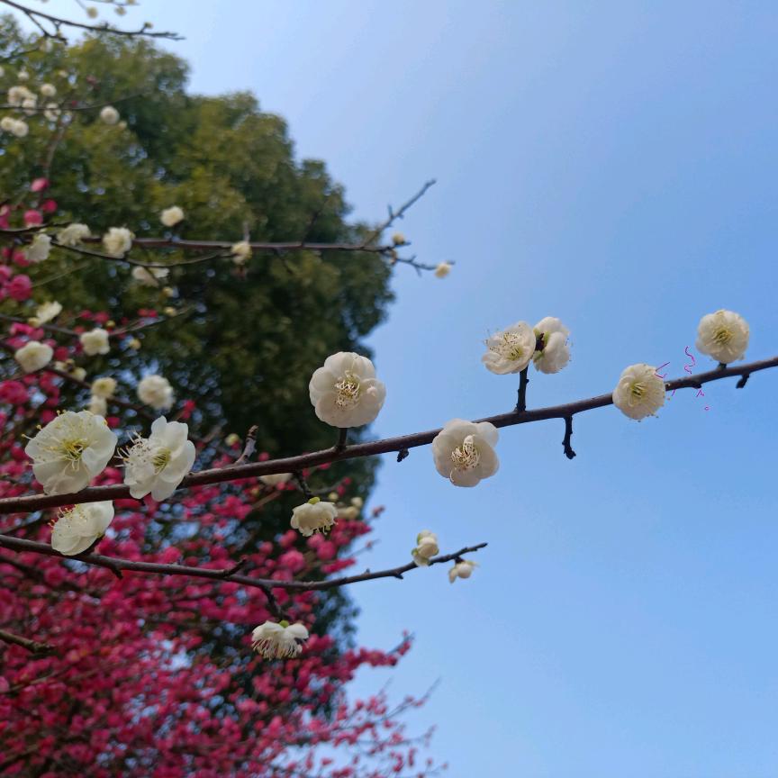 夜风溜溜