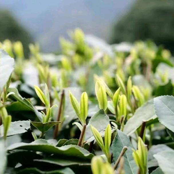 倩倩（太子桥毛毛茶行）