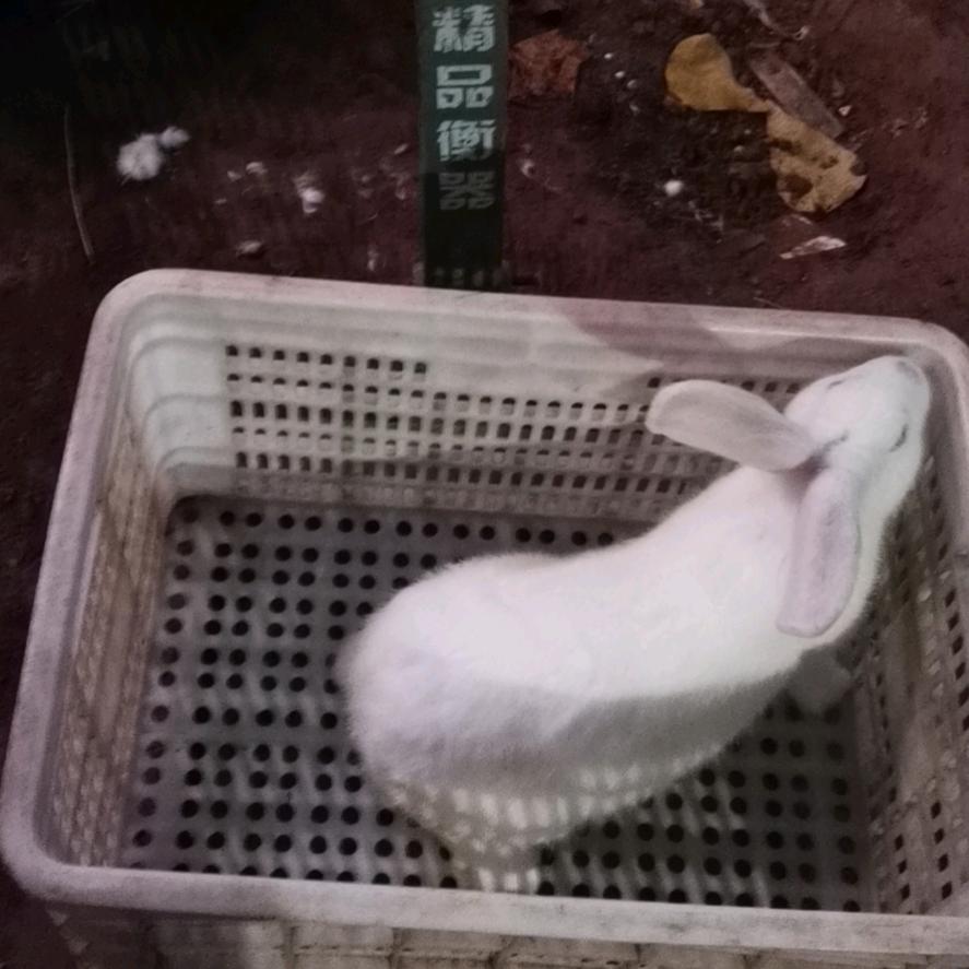 左明岚