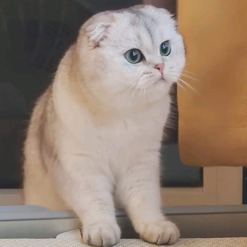 布丁