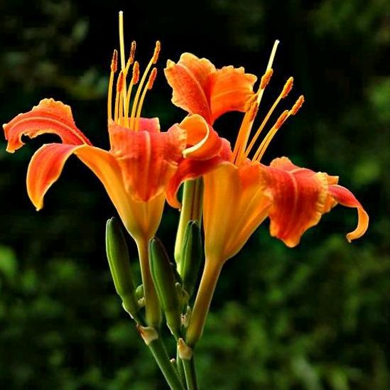 @ღ᭄ꦿ忘忧💞