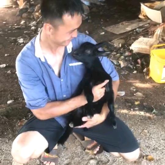 徐闻黑山羊总司令（李德运））