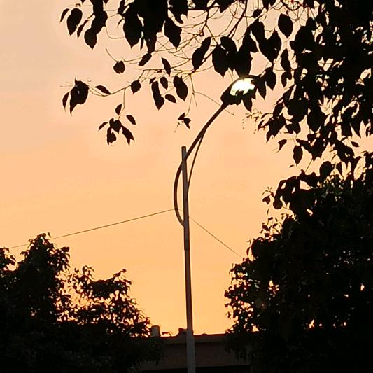 楠晨