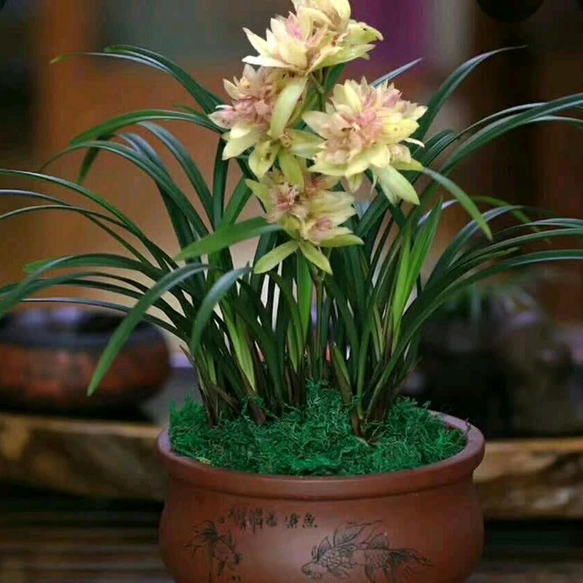 心想事成！万事如意