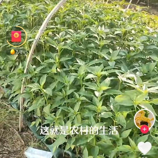 村姑