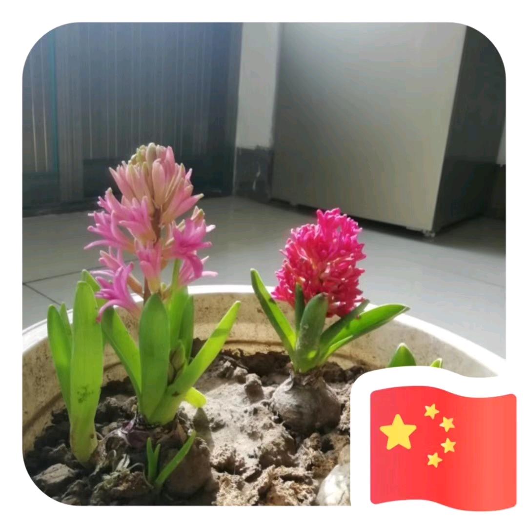绿色心情