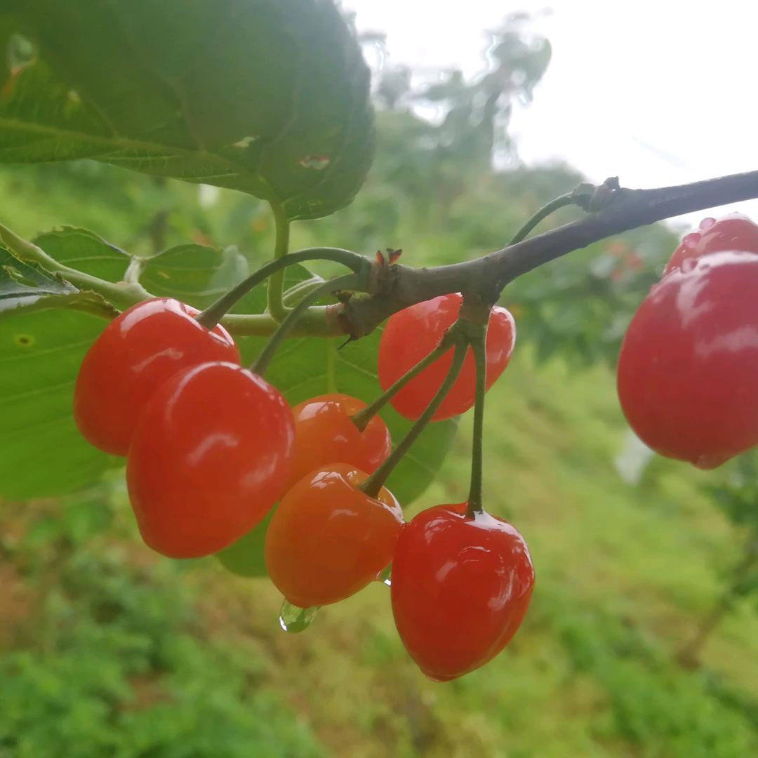 遵义黄钟山新盛宇生态采摘园