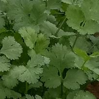 枝叶扶苏🍀🍀🍀