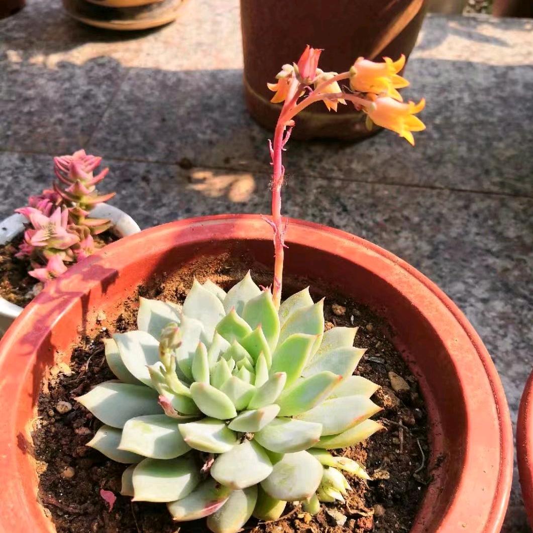 王三姐