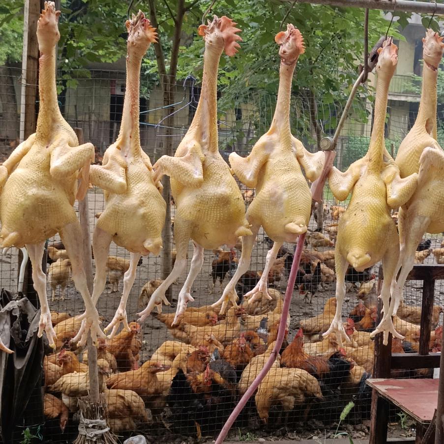 湘潭云湖桥老陆鸡场（欧阳））