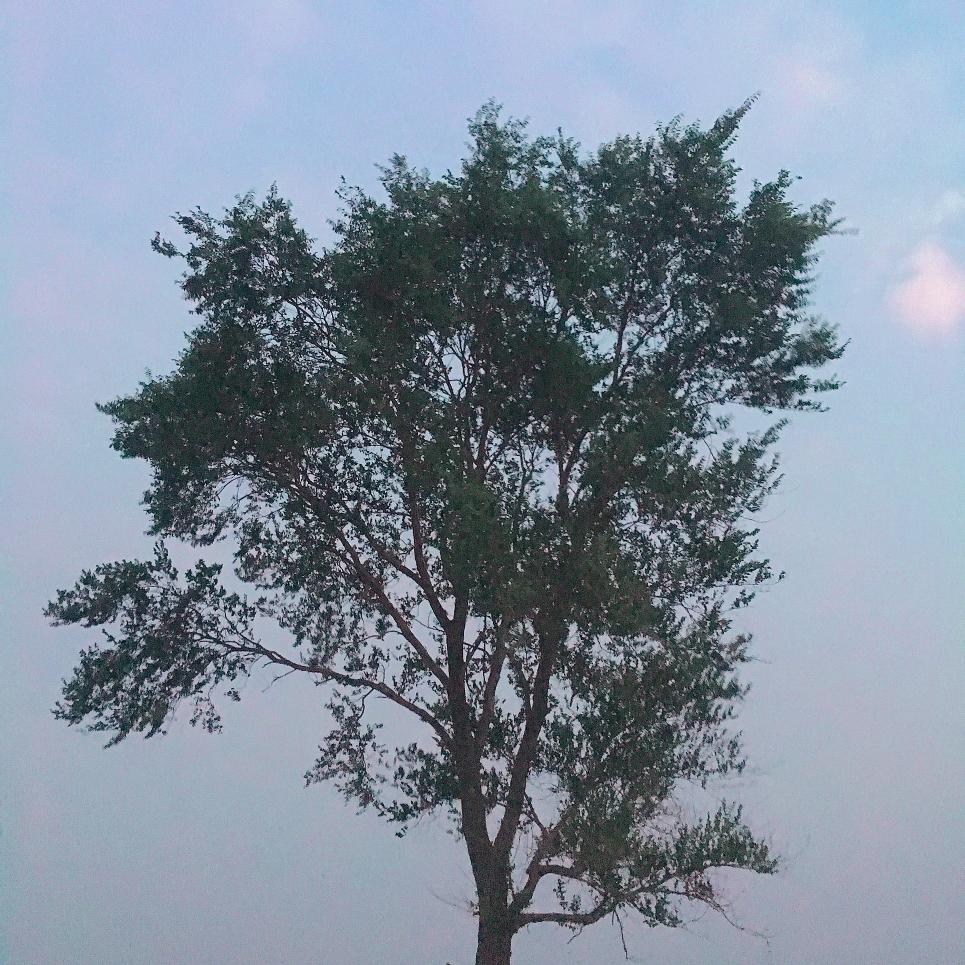 大傻陈