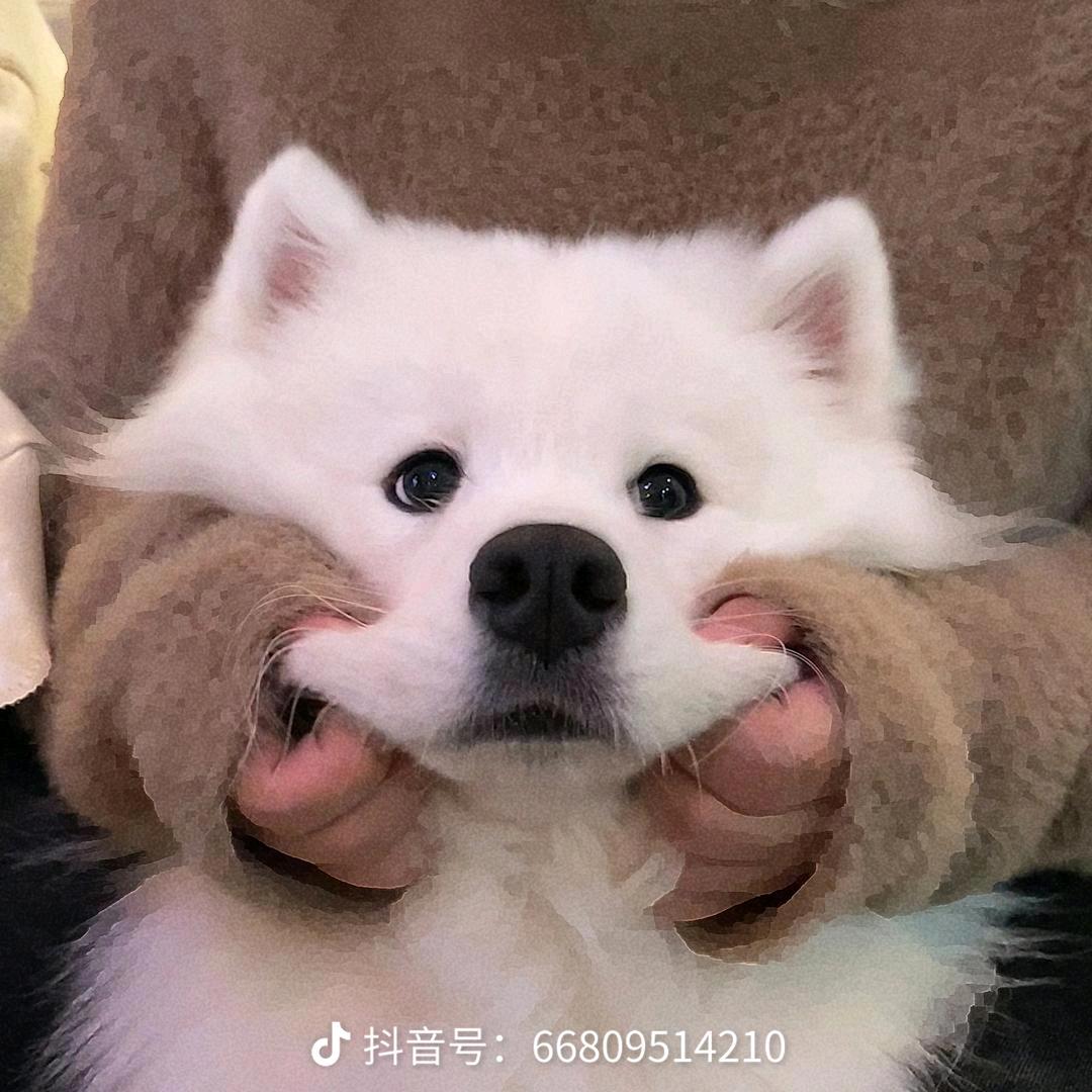 🐏羊村村草🌿🦈🦁🍟🌾