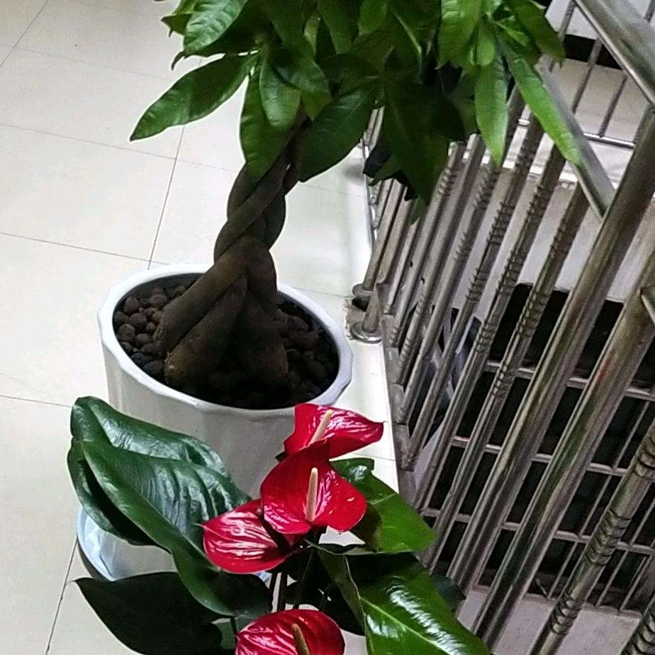 爱不释手