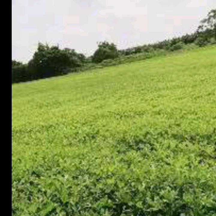萍水相蓬