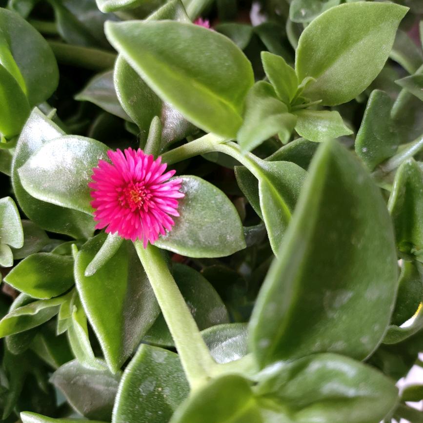 兰山区头聊君艳姐洗头吧