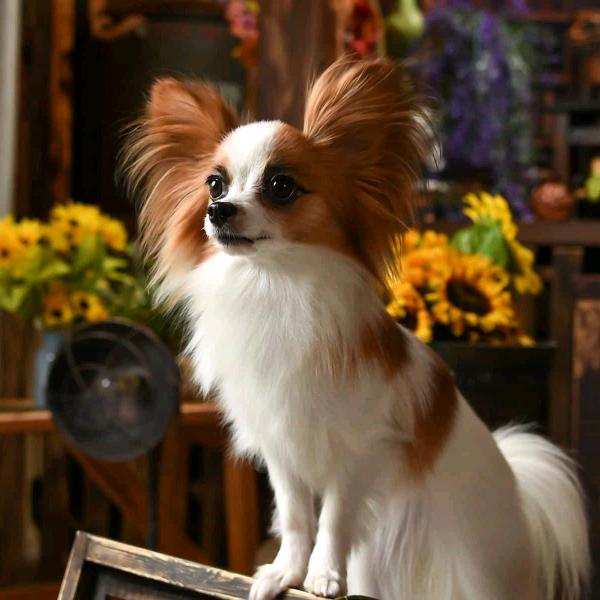 李燚小朋友的进击之路