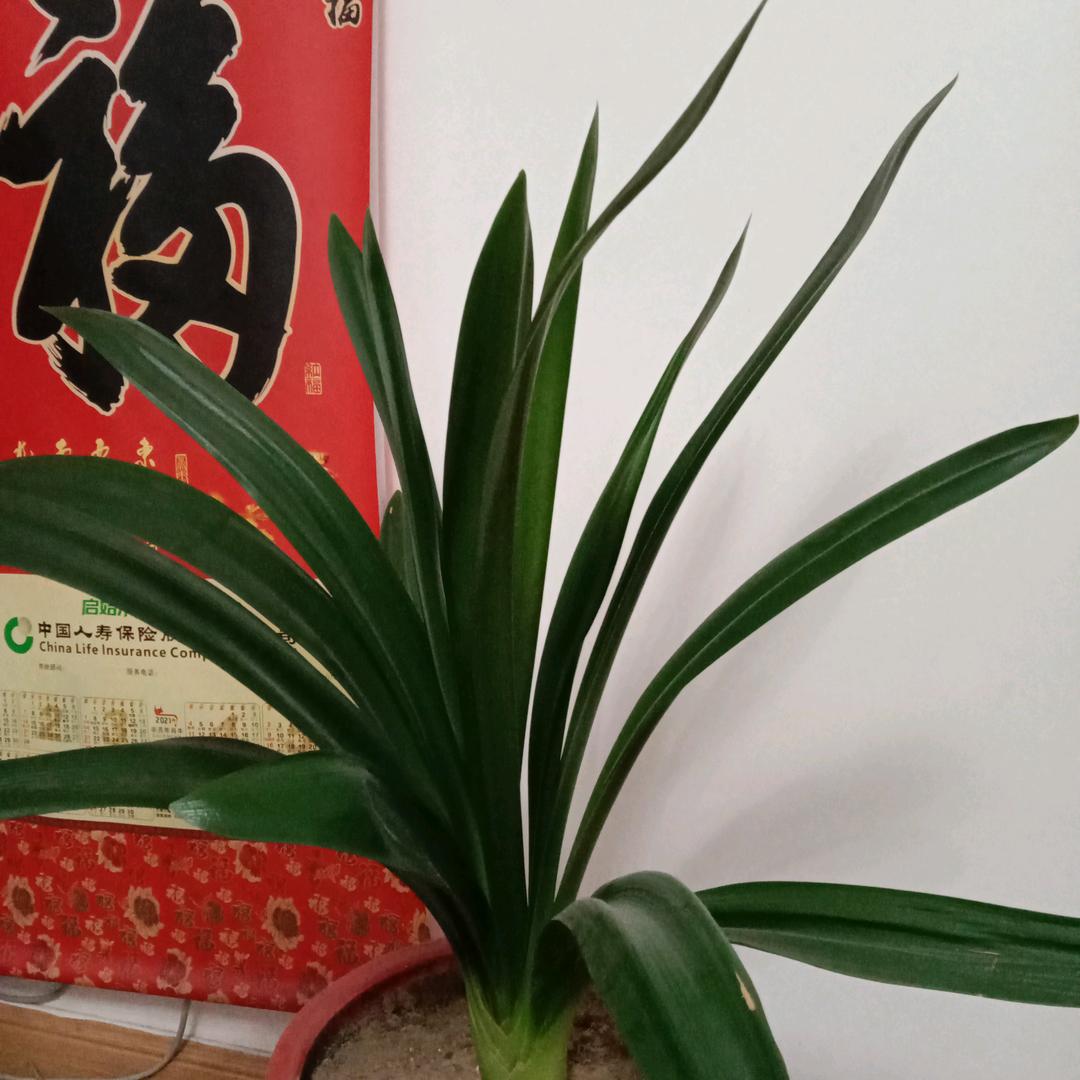 山东诸城脱金智