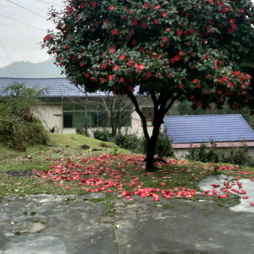 今生今世爰你不变