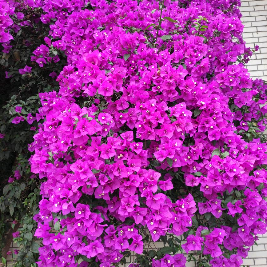 大叔的青春你驾驭不了