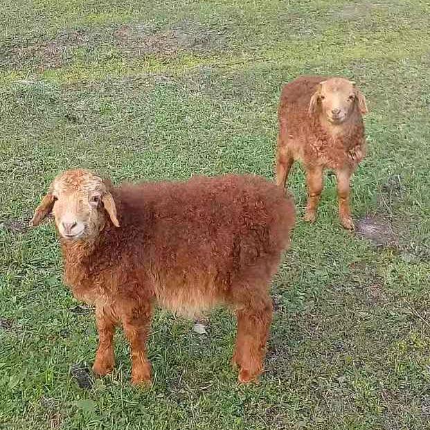 阿勒泰市泰鲜生牛羊肉经营铺