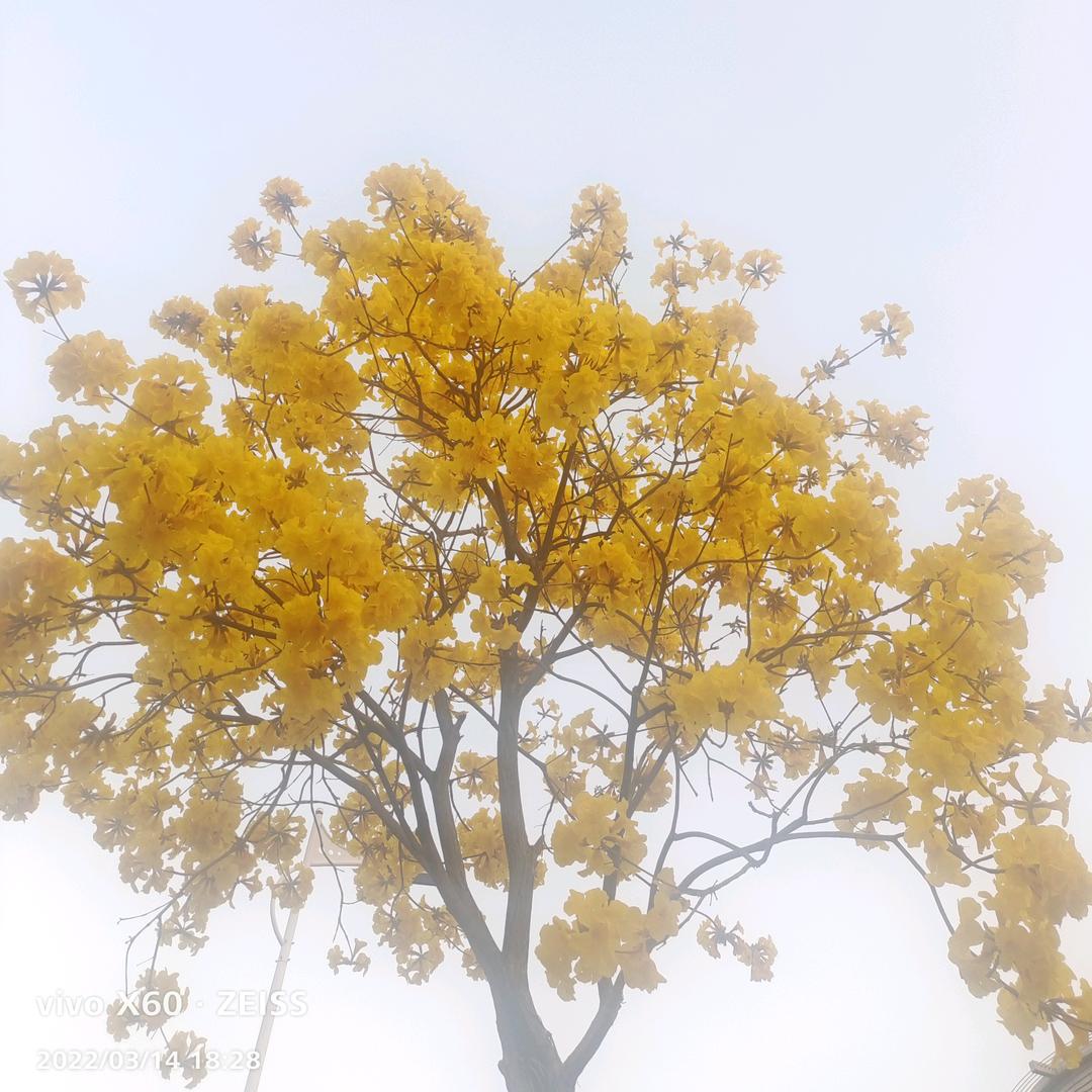 向阳花