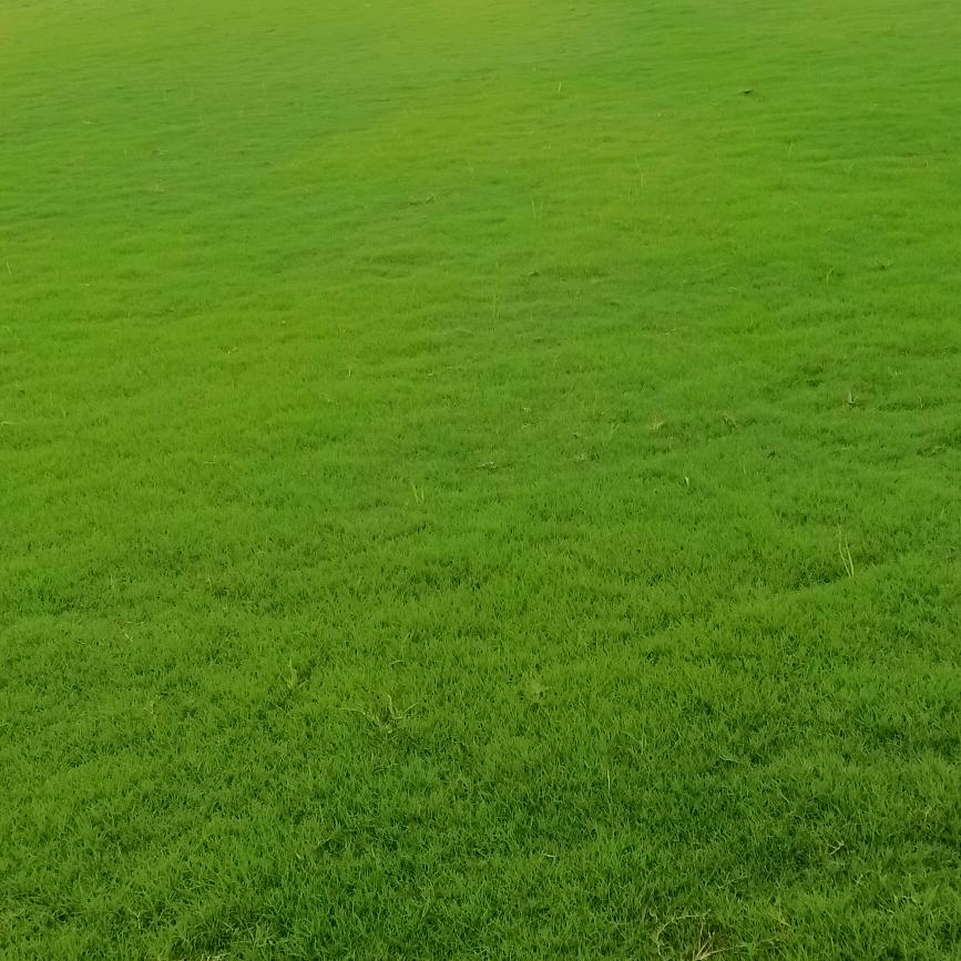 李秀月