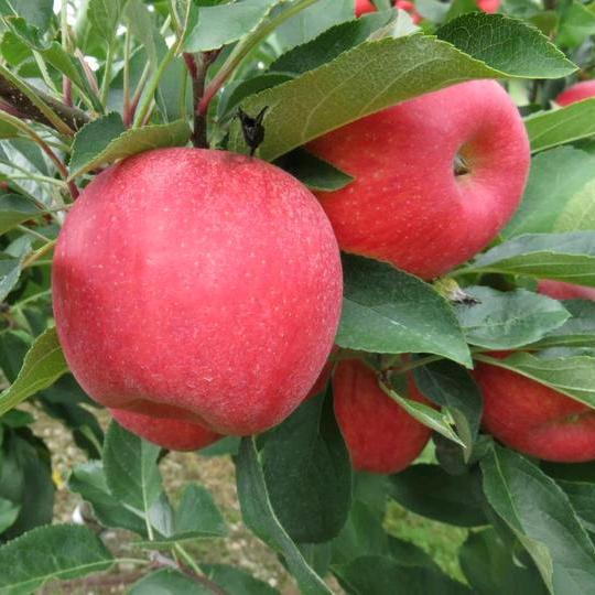 星光灿烂，吉祥如意