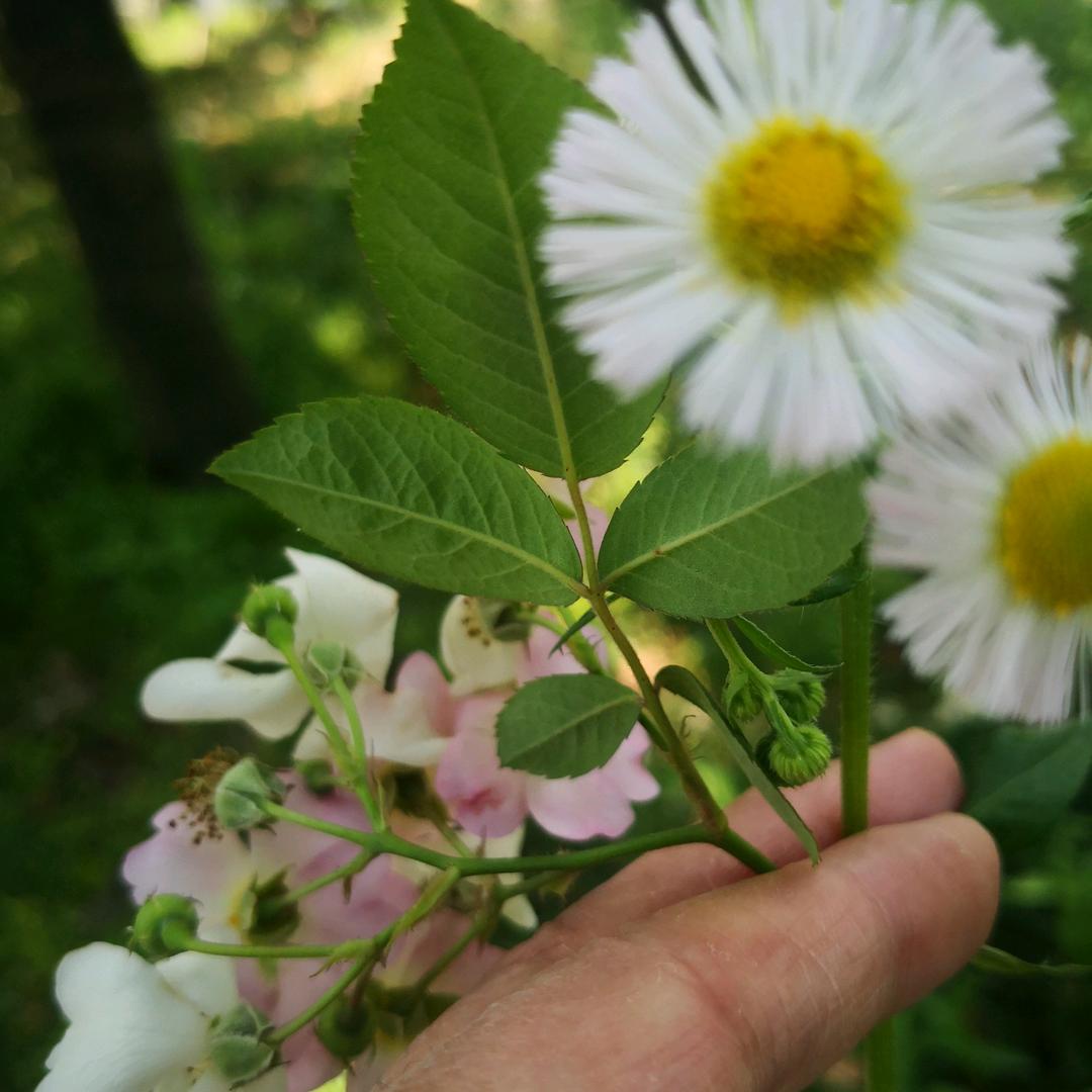 梅姐姐(拒私聊)