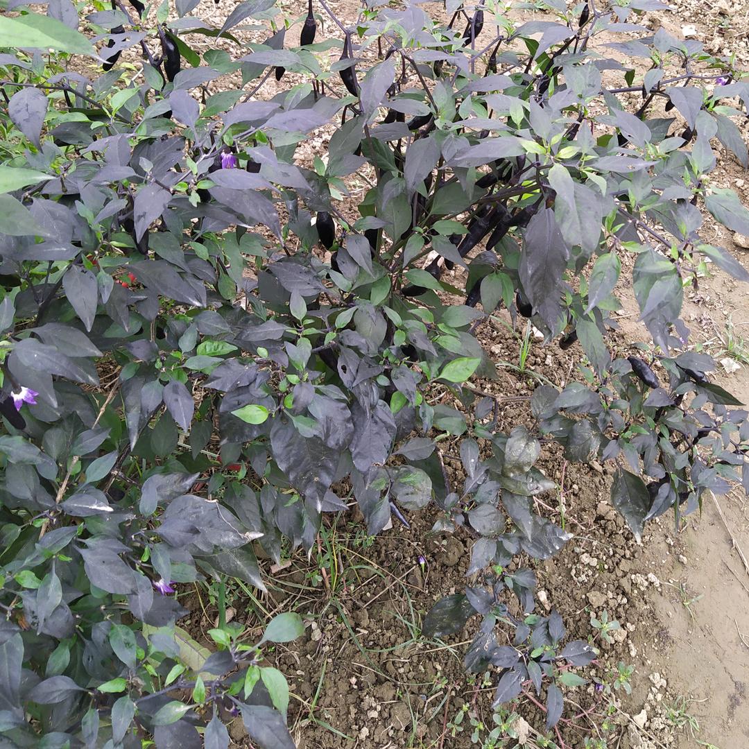 知足