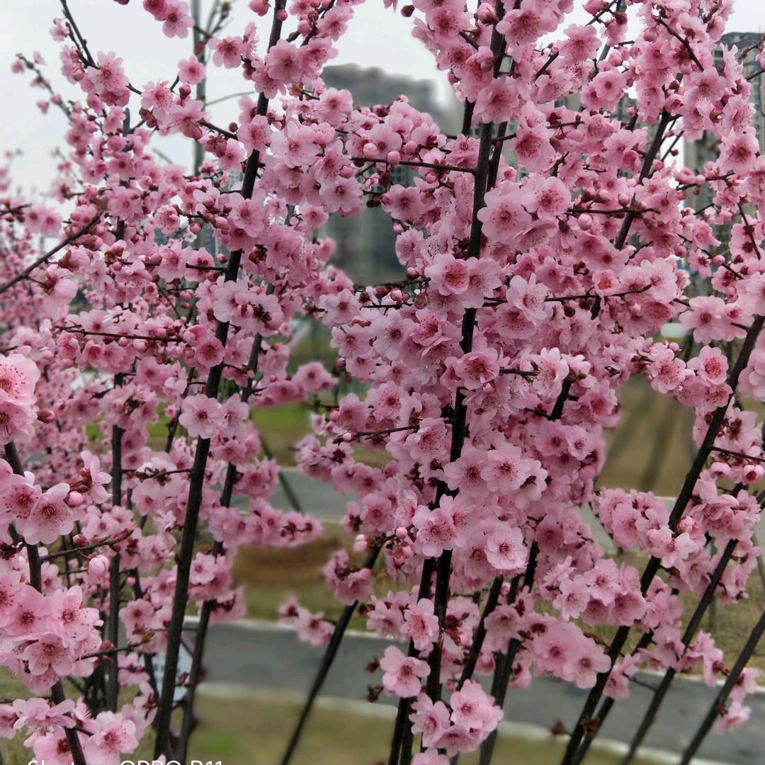 雨梦
