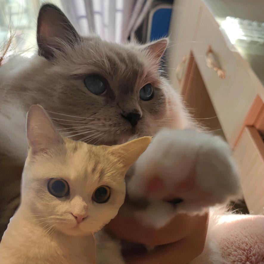 没头脑与不高兴🐱