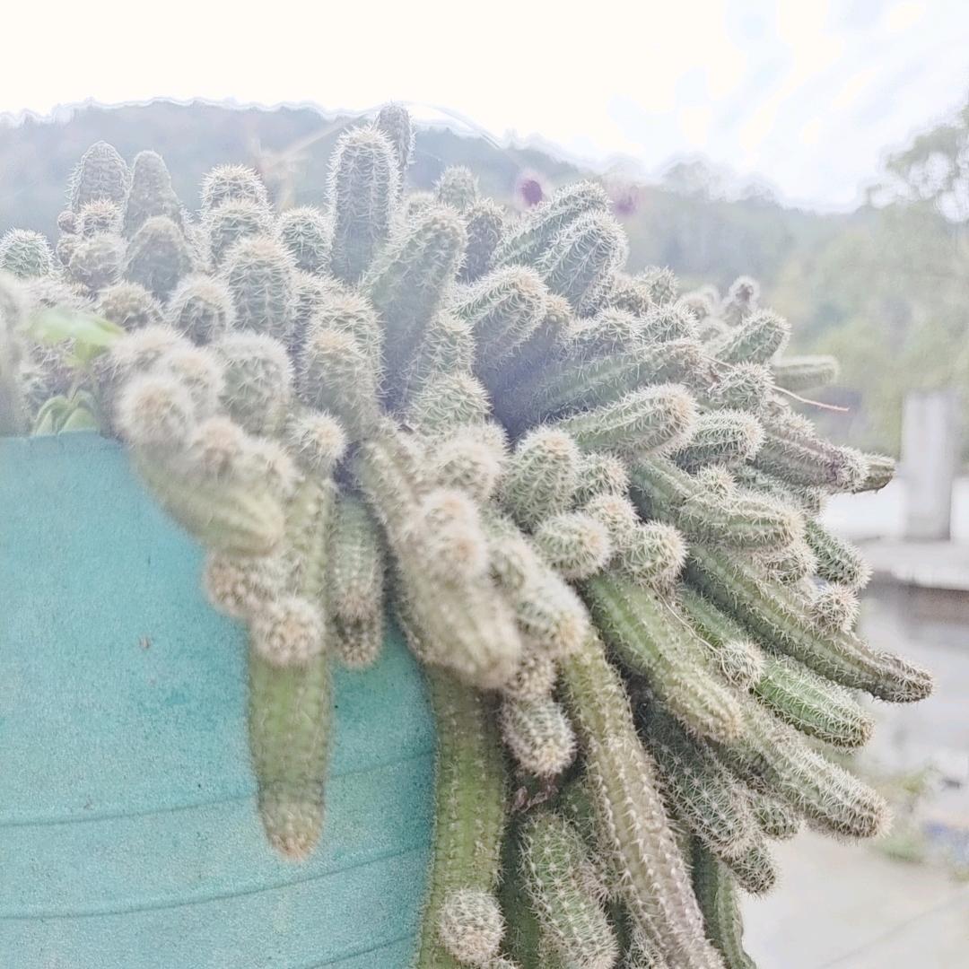 小小幸运草💋