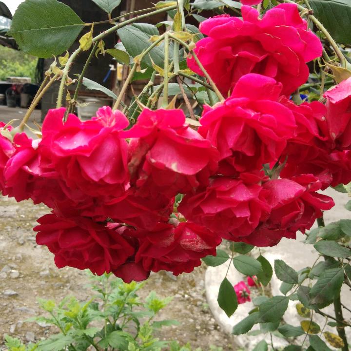 明天🎄🎄🎄会更好💘💘💘