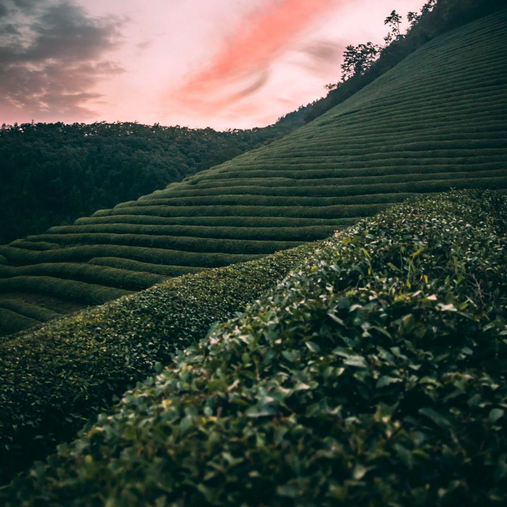 阿海