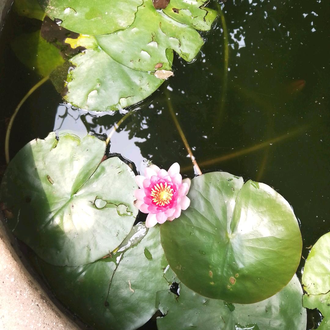 细雨