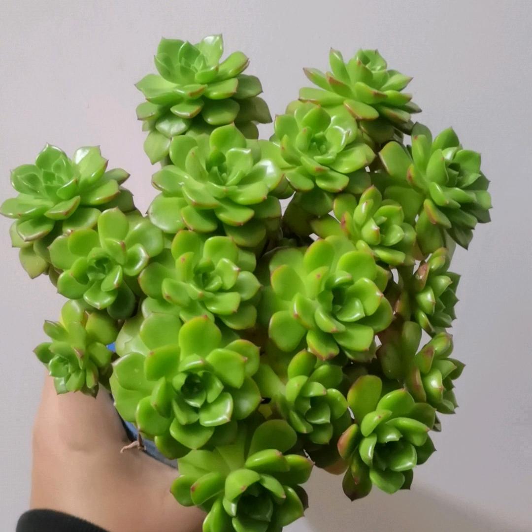 多肉重度爱好者