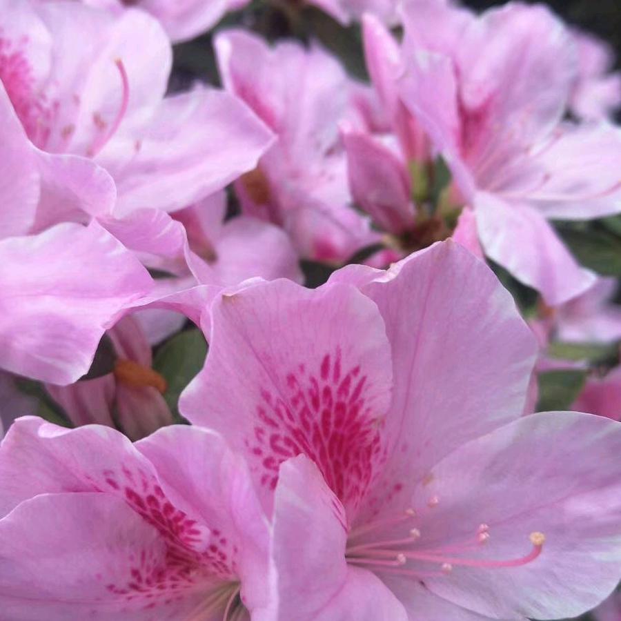 不凋零的🌹花