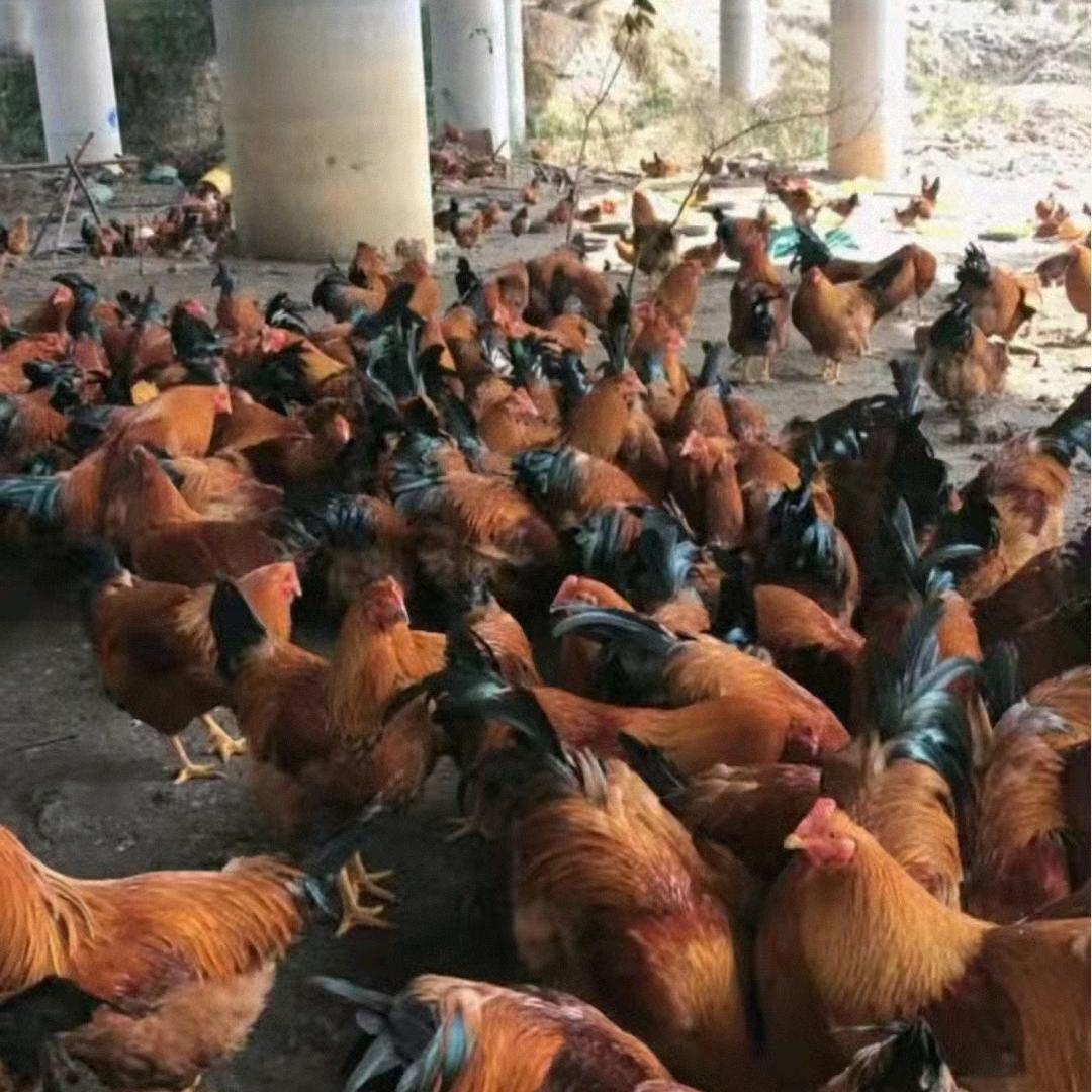 李新旺