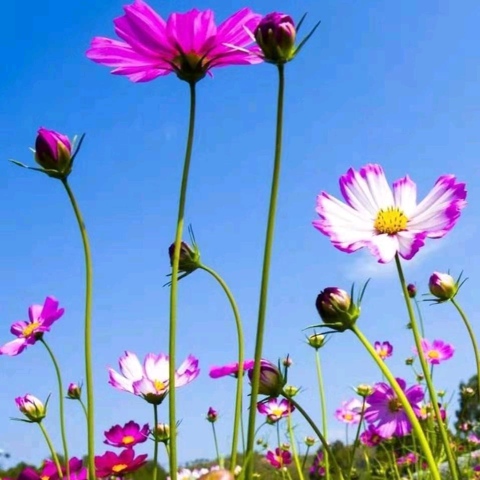 🍊🍊🍊(*Ӧ)σ怼他