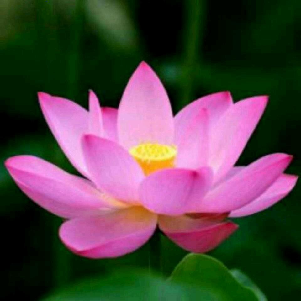 用户375319945739刘翠英