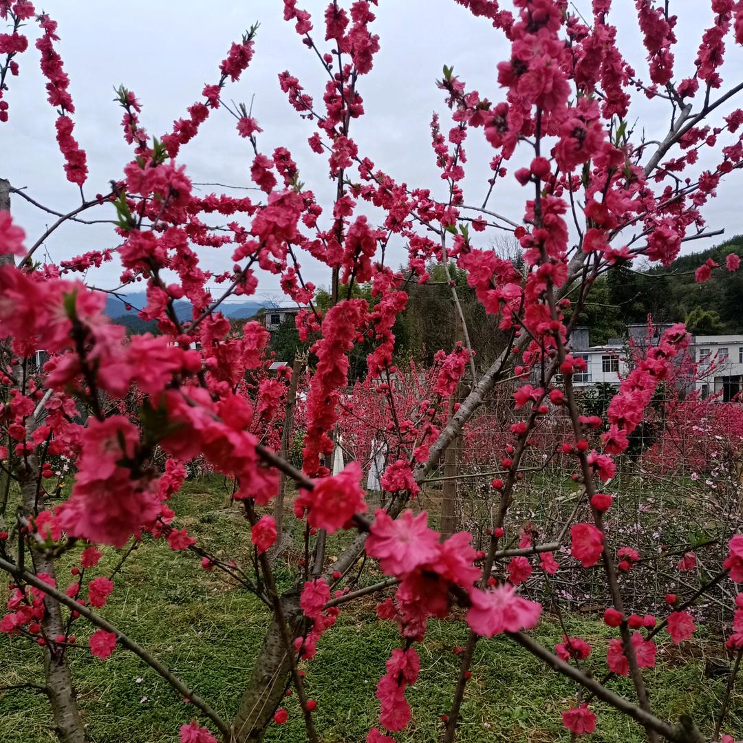 红菊姐
