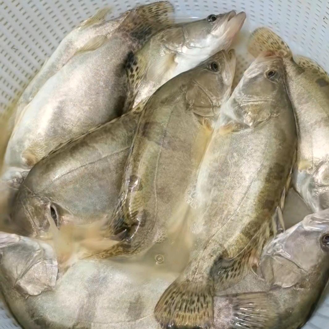 广东鳜鱼.麦鲮.鲮鱼.巴西雕鱼花