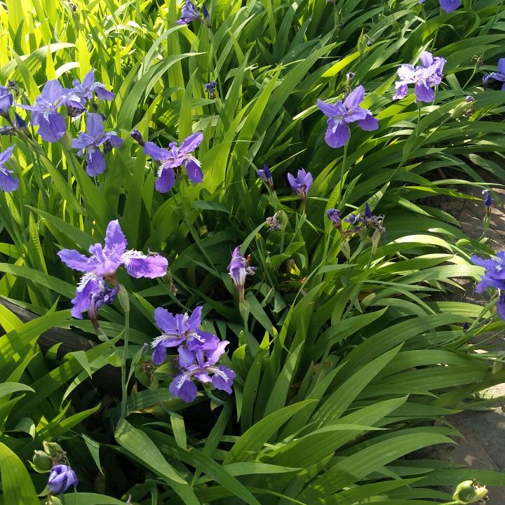 四叶草
