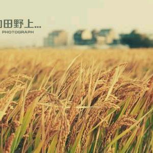 希望在田野上