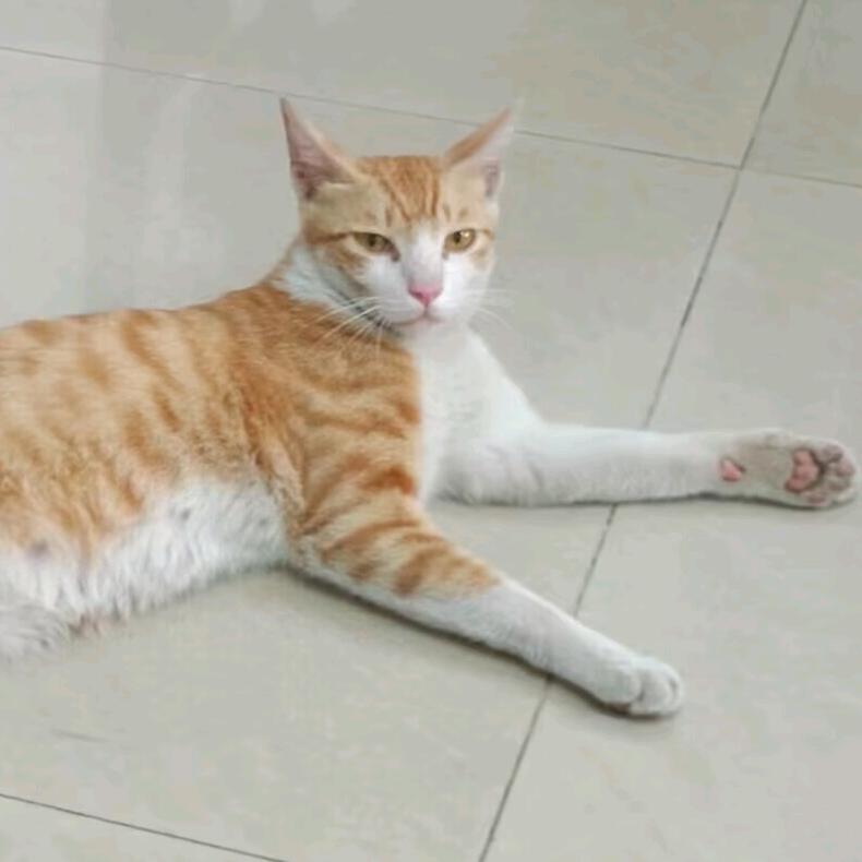懒猫拳