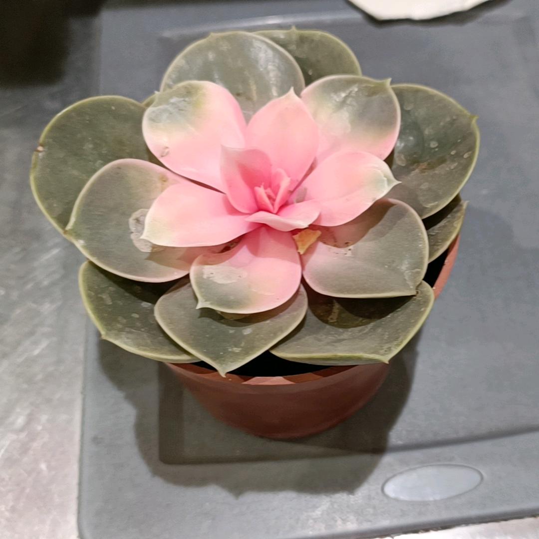 麦浪蓝莓