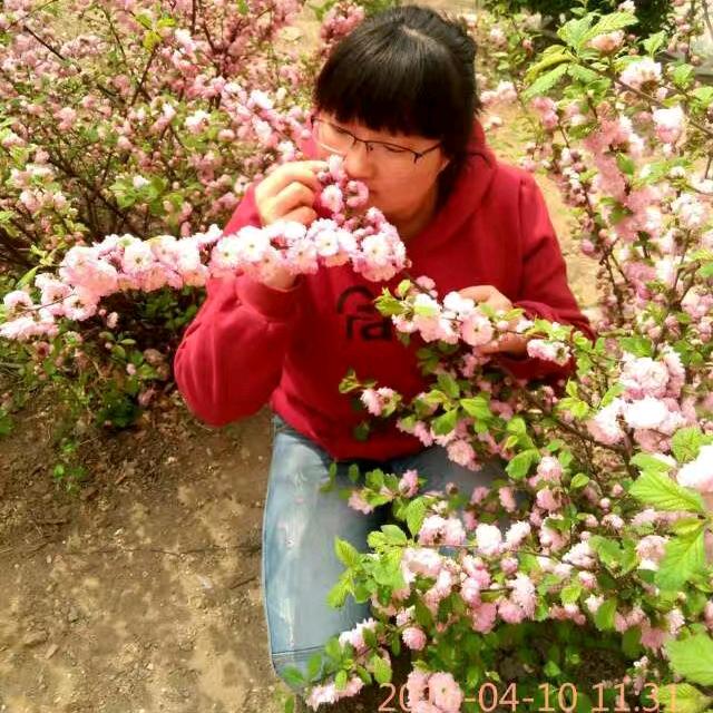 小李子